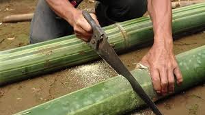 Bamboo Cutting