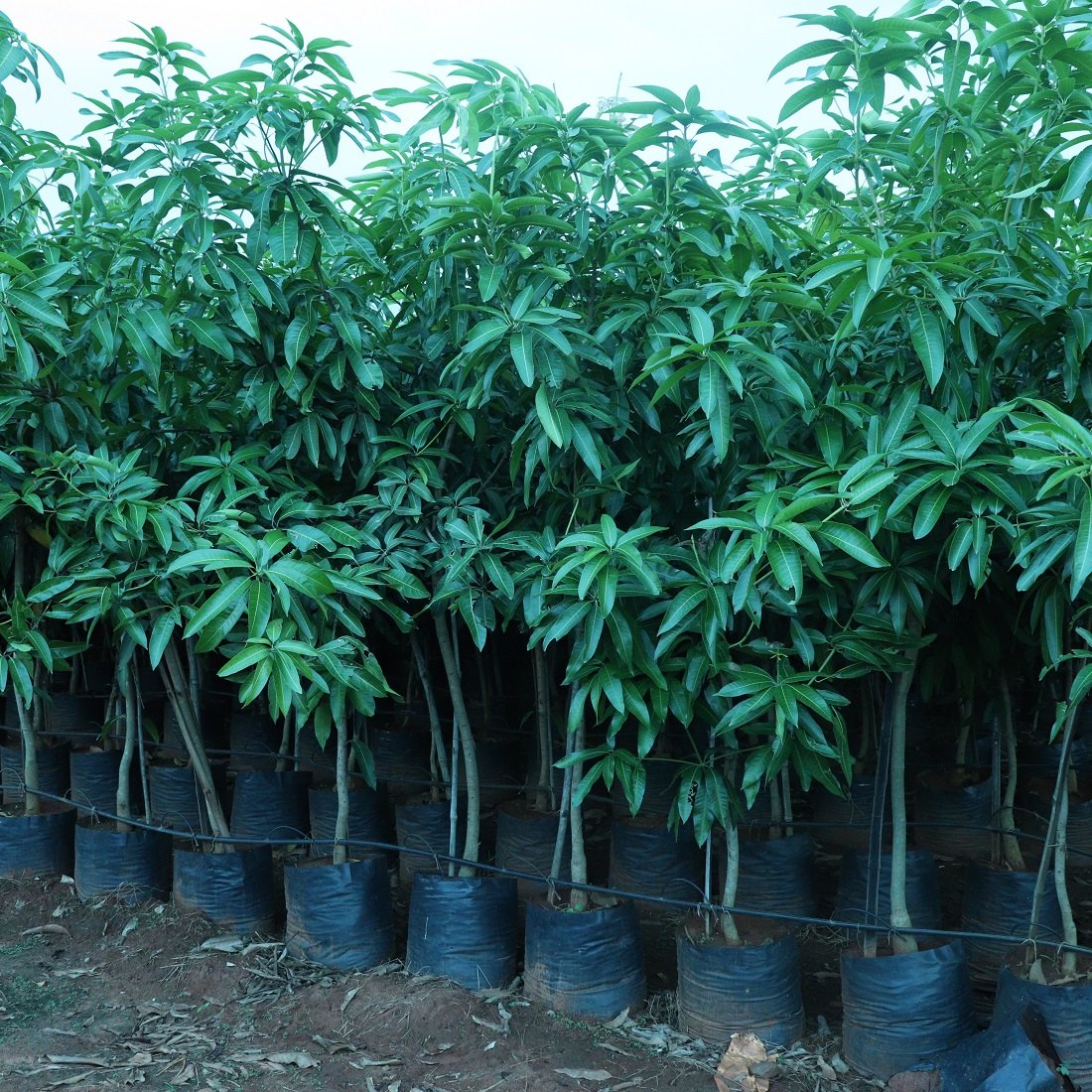 BARMASI MANGO