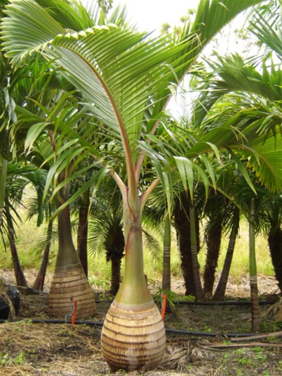 SHAMPION PALM