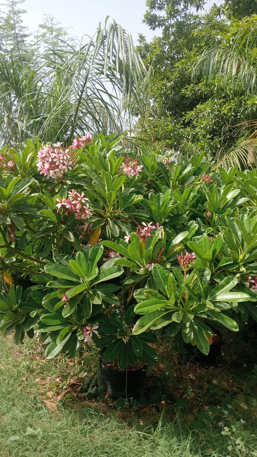 GRAPTED CHAMPA PINK