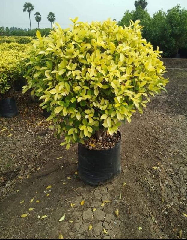 FICUS PANDA
