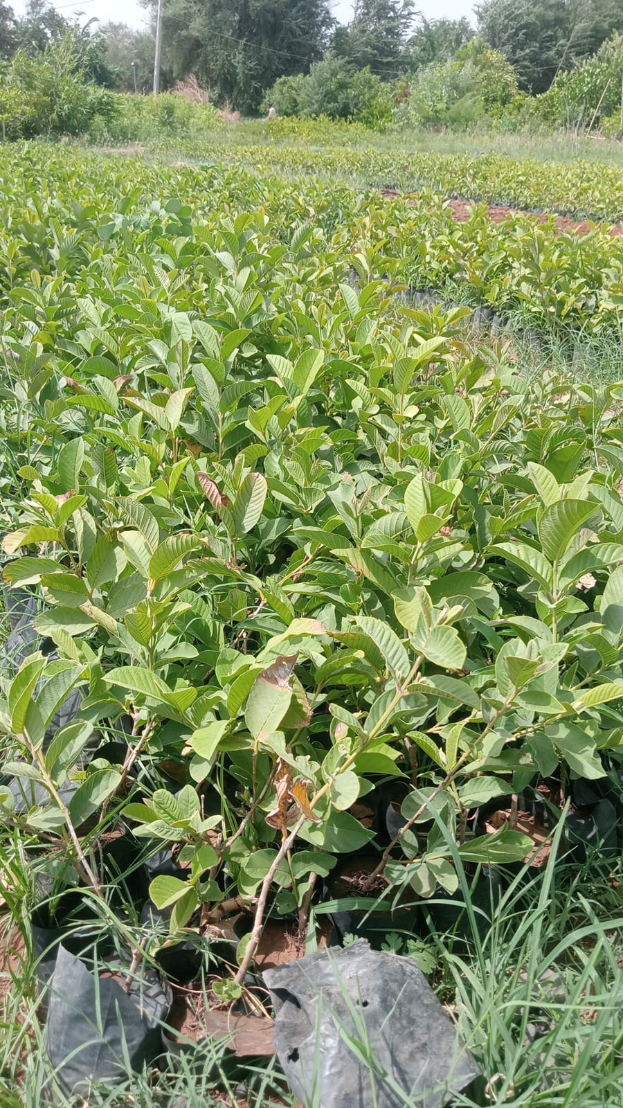 GUAVA