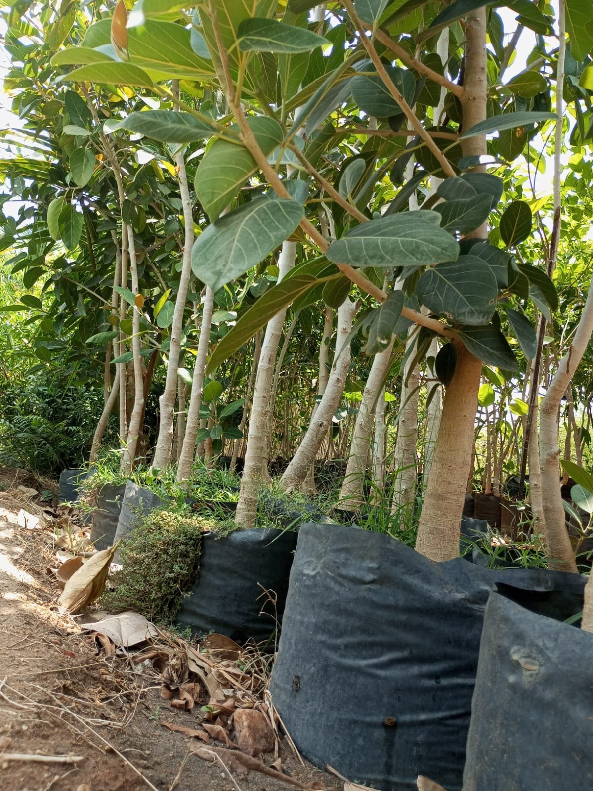 BANIYAN TREE