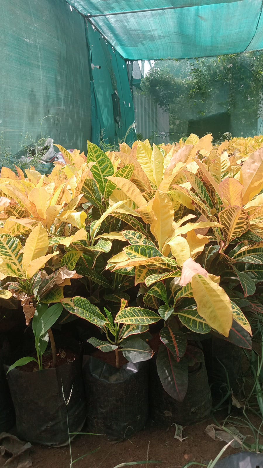 LEMON CROTON