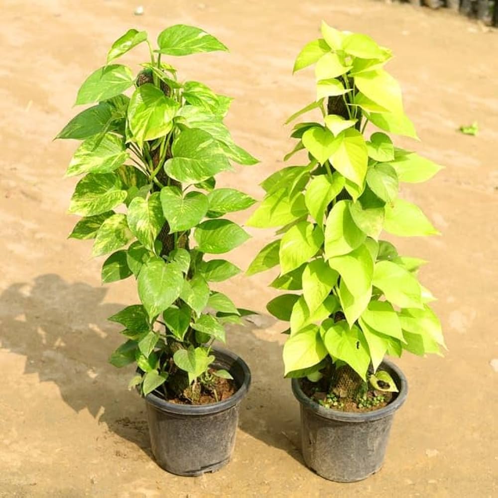 MONEYPLANT YELLOW