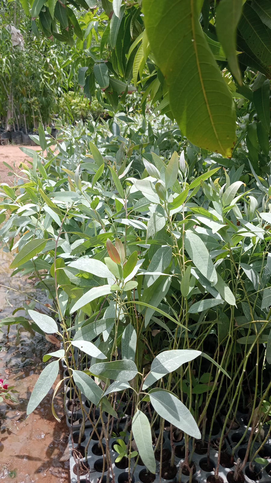 NILGIRI