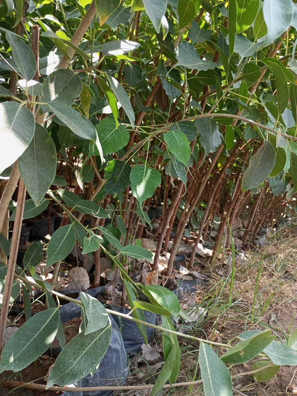 PIPAL