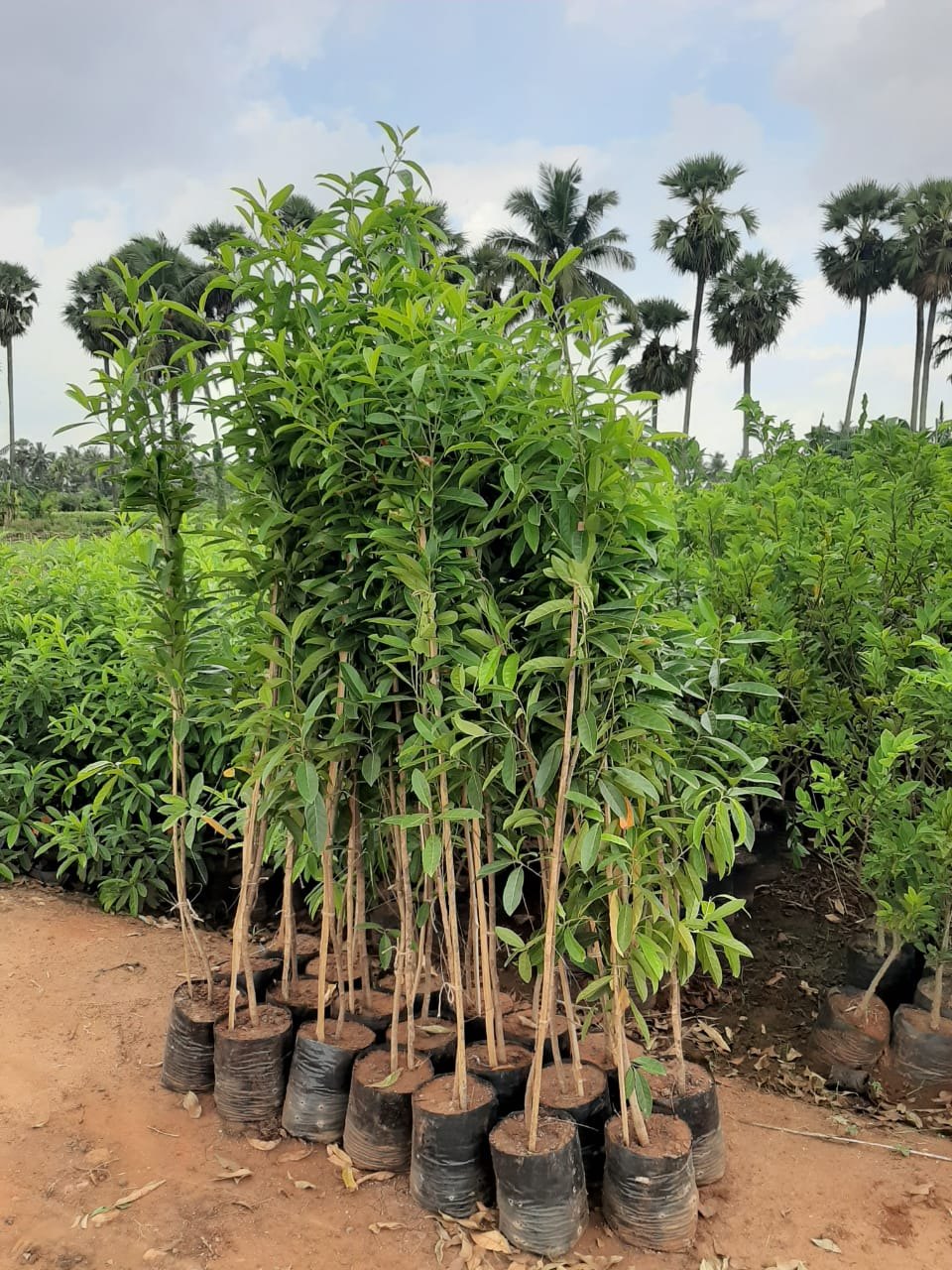 RUDRAKSH